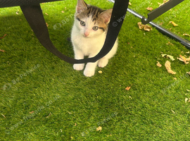 2 beautiful playful kittens