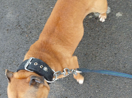 Staffordshire bull terrier dog for sale