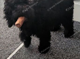 Female cocker poo F1b