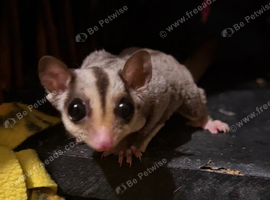 Sugar gliders. Breeding pair