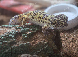 3 year male leopard gecko and set up