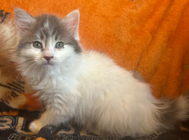 Ragdoll cross kittens ready to leave now !!