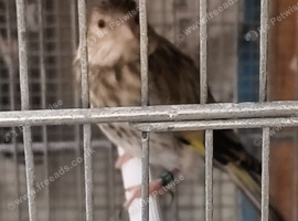 2026 goldfinch x linnet