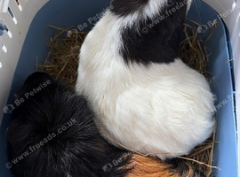2 female guinea pigs and the complete set up for them