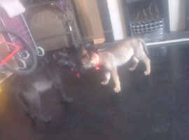 German shepherd cross