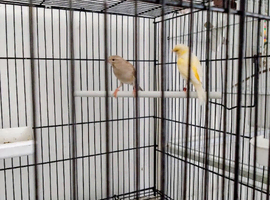 A Stunning Pair Of Canaries With Cage