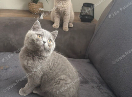 Gccf and Tika active kittens