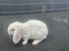 Mini lops