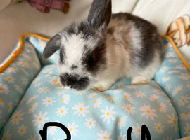 Mini lops