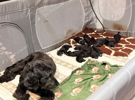 Gorgeous ULTRA Bernedoodle puppies