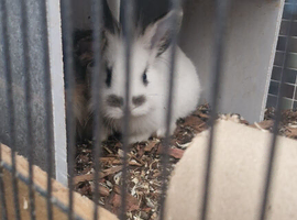 Male &pound;10 weeks