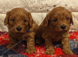 Gorgeous male and female Cavapoo puppies