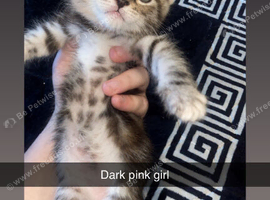 Cute Maine coon cross ragdoll