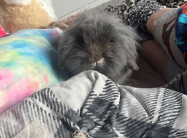 Mini lop lion head