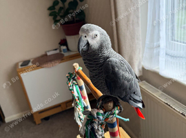 African Grey