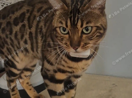 Bengal stud available
