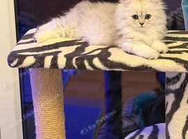 British Longhair