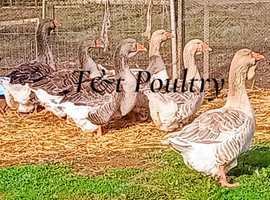 Dewlap Toulouse Goose PAIRS *NEAR HONITON DEVON*