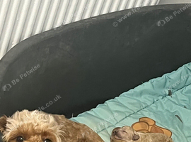 Red Cockapoo Puppies
