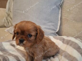 OUTSTANDING CAVALIER KING CHARLES SPANIEL PUPPIES