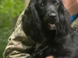 Cocker spaniel