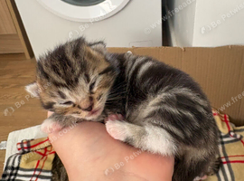 Bengal mix kittens for sale