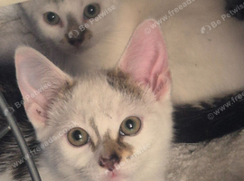 Male kittens