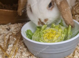 1 female white lop