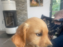 Fantastic Goldendoodle puppy&rsquo;s
