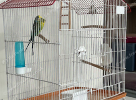 Pair budgies with cage