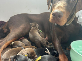 Beautiful family dobermanns *4 pups 1 girl 3 boys*