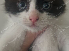 Ragdoll X kittens