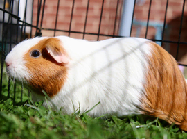 Super friendly female smooth guinea pig