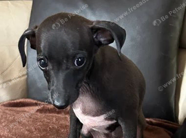 Italian greyhound-  Ready now.