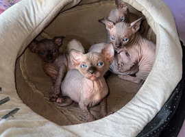 Kittens for sale
