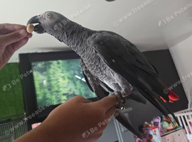 African grey with papers