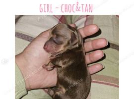 7 mini dachshund pups