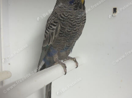 Baby budgies