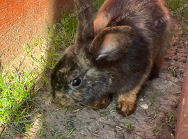 Mini lop bunnies