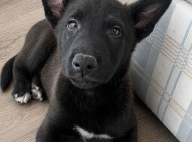 Dutch herder puppy