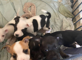 Staffy puppies for sale