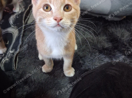 cream/apricot kitten