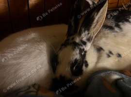 Bonded pair of male rabbits