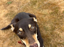 Meet Roo! Friendly, adventurous and your new best friend ️