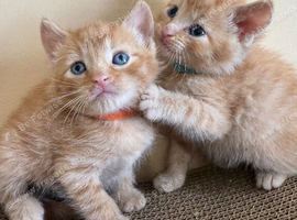 FULL GINGER KITTENS AND GREY TABBY KITTENS TO RESERVE