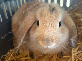 Purebred Mini Lops Rabbits - Mini Lop Bunnies - Baby Bunnies