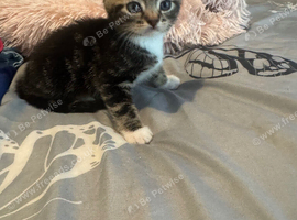 Cute kittens looking for forever homes