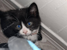 9 week old litter ready for new house all loving and playful