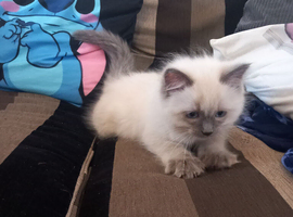 Ragdoll kitten (pure lilac point)