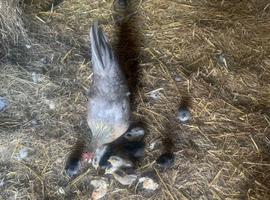 Bantam Hen and 9chicks